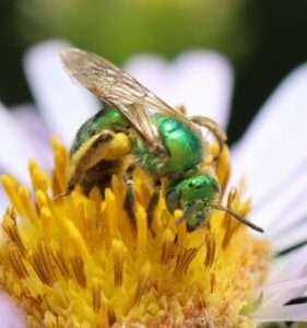 Native Fine Striped Sweat Bee la4bonte inaturalist
