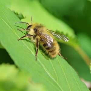 Sitka Bumble Bee (Bombus sitkensis) la4bonte iNaturalist
