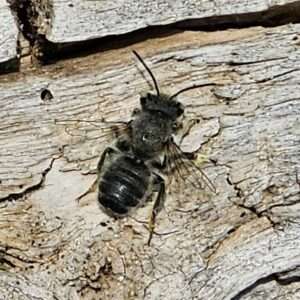 Western Leafcutting Bee (Megachile perihirta)