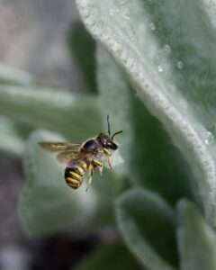 Wool Carder Bee (Anthidium manicatum) Walter B. Klockers @https://www.facebook.com/photo?fbid=10233719412106714&set=gm.1650425619347090&idorvanity=724409545282040